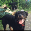 Photo de Jumpi, Rottweiler