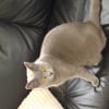 Photo de Duchesse, Chartreux