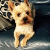 Photo de Ringo, Yorkshire Terrier