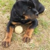 Photo de JETHRO VWDH, Rottweiler