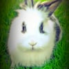 Photo de Pelote, Lapin