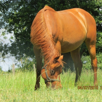 Photo de profil de Quiva Pellois