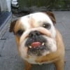 Photo de vicky, Bulldog Anglais