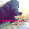 Photo de Laïko 