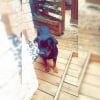 Photo de Nicky, Rottweiler