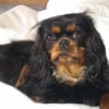 Photo de Nina, Cavalier King Charles Spaniel