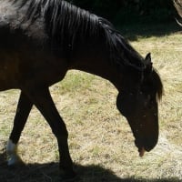 Photo de profil de Chocada