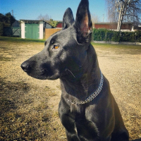 Photo de profil de Nino