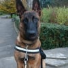 Photo de Tyson, Berger Belge Malinois