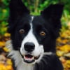 Photo de Jessie , Border Collie