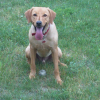 Photo de Rouky, Labrador Retriever