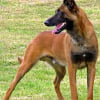 Photo de karamel, Berger Belge Malinois