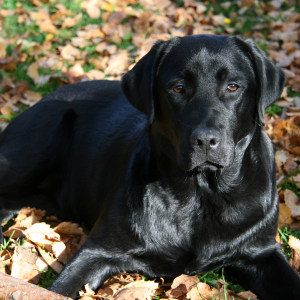 Photo de profil de Luna