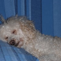 Photo de profil de Milou