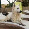 Photo de Leïka, Berger Blanc Suisse