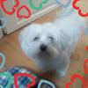 Photo de Gian, Bichon Maltais