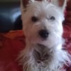 Photo de elliot, West Highland White Terrier