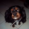 Photo de prince, Cavalier King Charles Spaniel