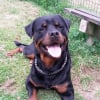 Photo de Eros, Rottweiler