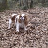 Photo de cheyenne, Cavalier King Charles Spaniel