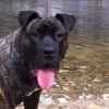 Photo de Elika , Dogo Canario