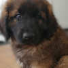 Photo de Nox, Leonberger