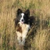 Photo de Océane , Border Collie