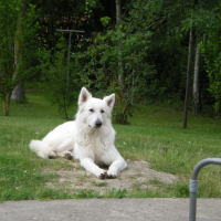 Photo de profil de Laya Neige de l'Himalaya