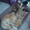 Photo de irma,harley,kenza, Golden Retriever