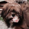 Photo de Levis, Lhassa Apso