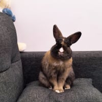 Photo de profil de Panpan