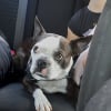 Photo de Bob , Boston Terrier