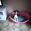 Photo de Ulka, Border Collie