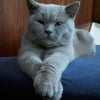 Photo de Uninou , British Shorthair