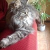 Photo de Pauliane , Maine Coon