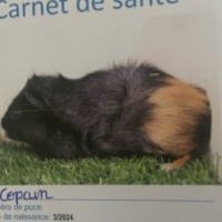 Photo de profil de Copain