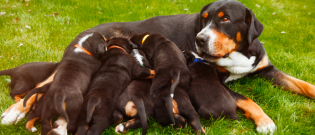 Illustration : Gestation et naissance des chiens