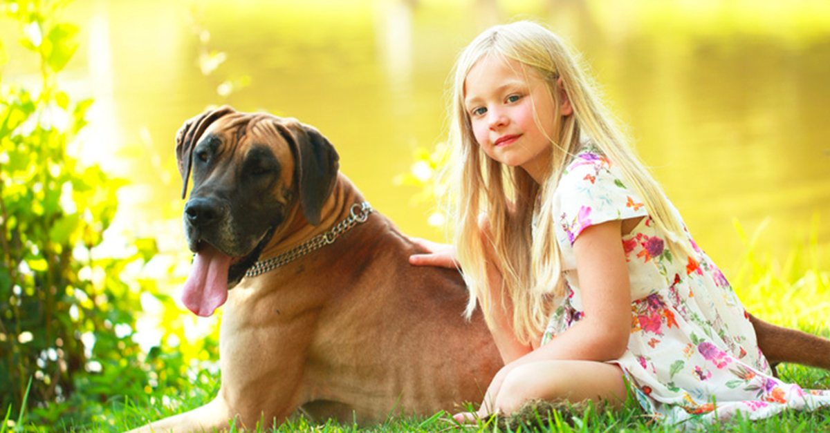 Connaître Son Chien Comprendre Votre Animal