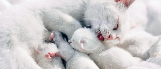 Illustration : Gestation et naissance des chats
