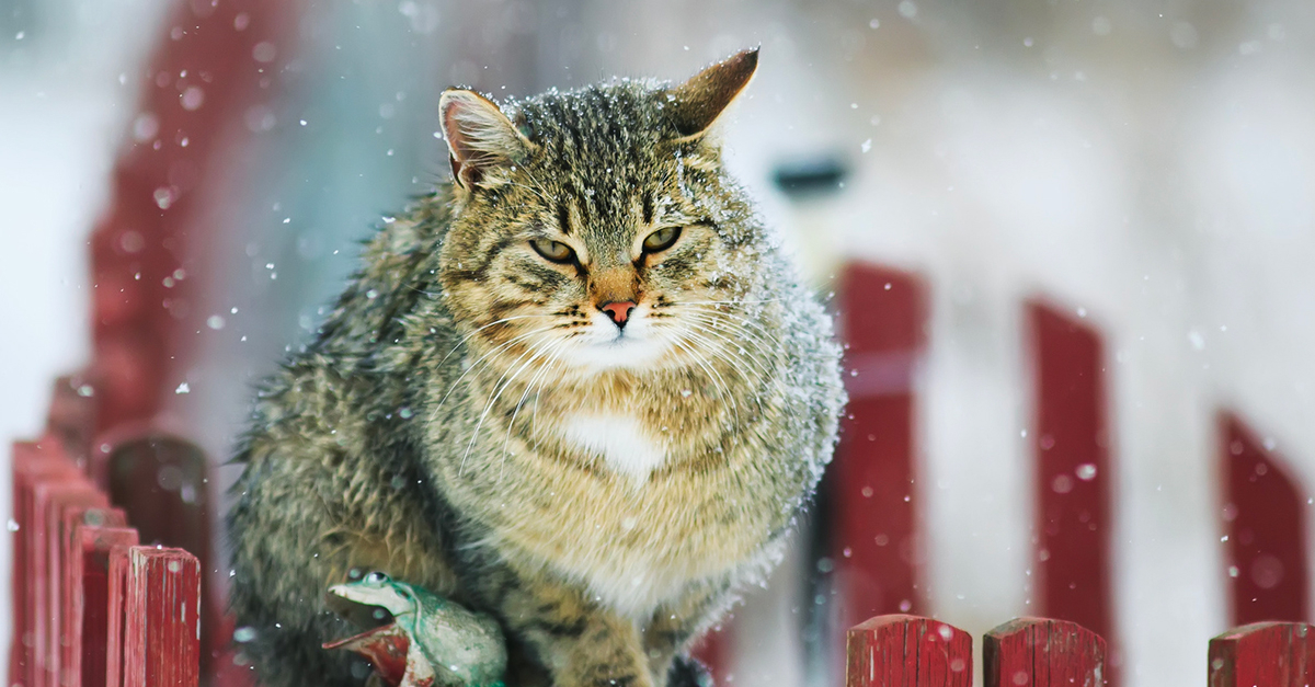 Les Chats Et Le Climat Comment Les Proteger