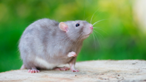 Illustration de la catégorie "Rat"