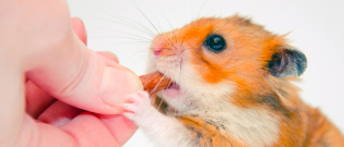 Illustration : L'alimentation du hamster