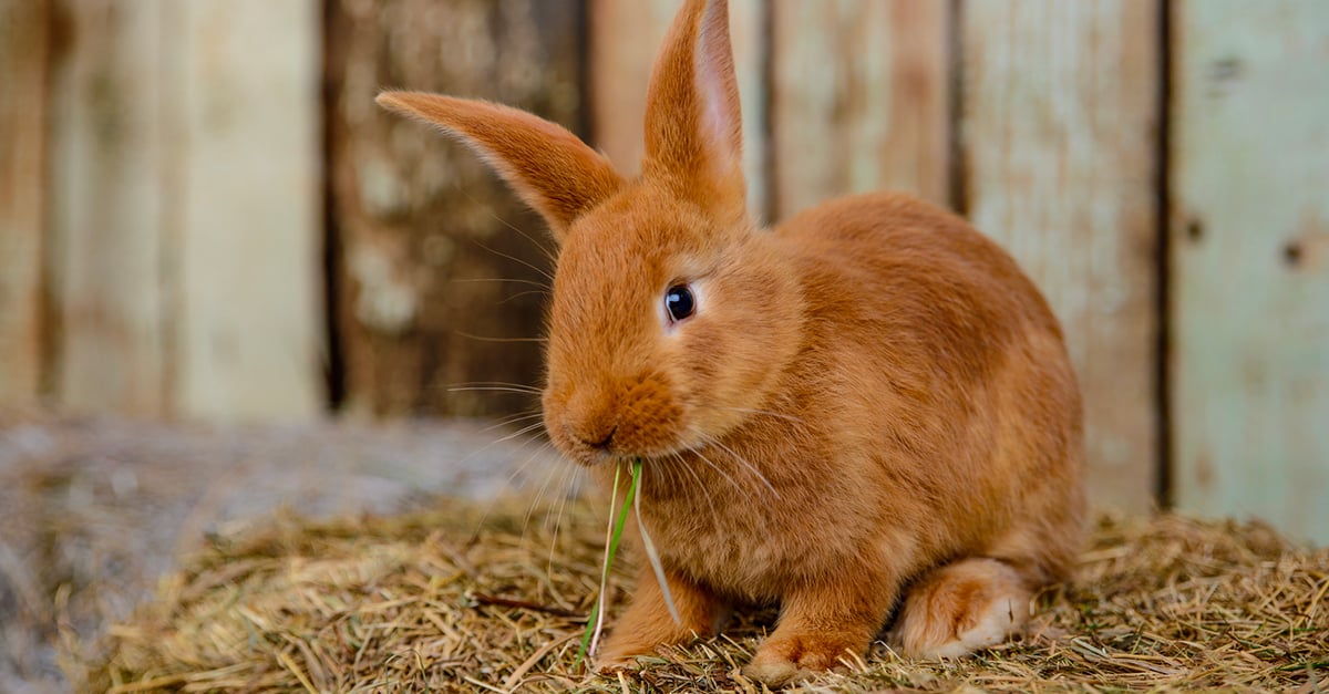  L  alimentation du  lapin  comment le nourrir