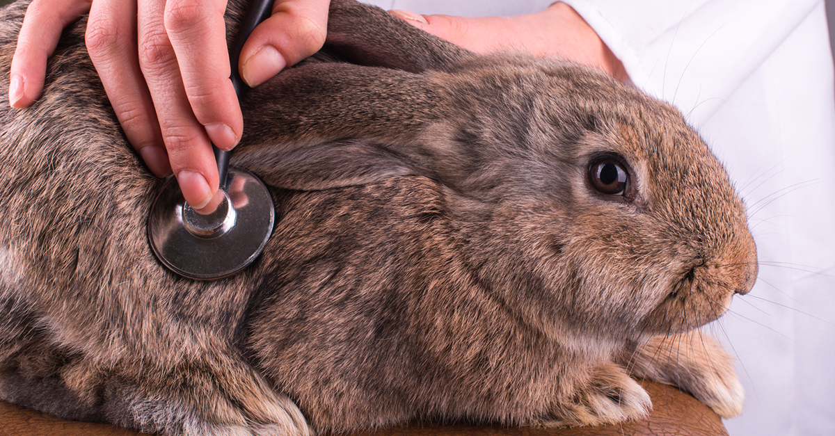 Santé et bien-être du lapin : Okivét vous résume l'essentiel