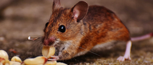 Illustration : L'alimentation d'une souris