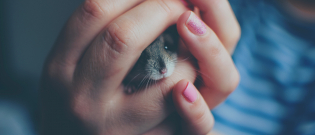 Illustration : La santé d'une souris