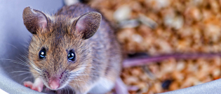 Illustration : Le comportement d'une souris