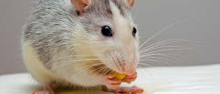 Illustration : L'alimentation du rat