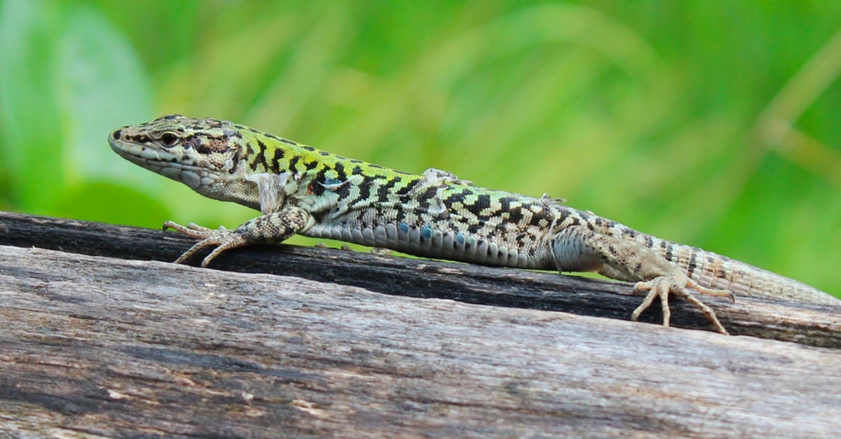 Comment nourrir un lézard de jardin ?