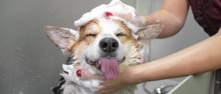 Illustration : Hygiène et soins du chien bio